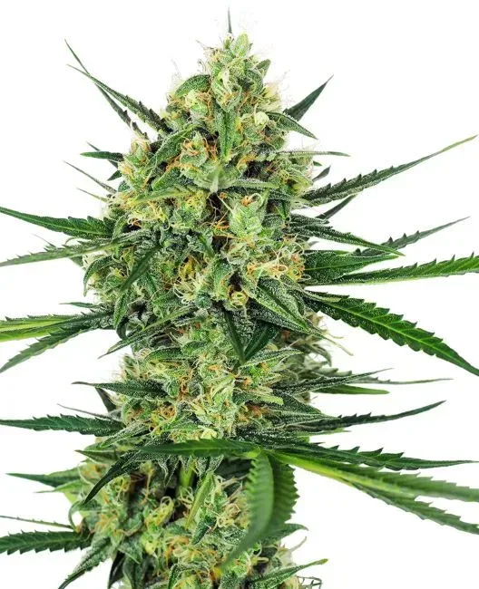 Tangerine Sugar Feminised Seeds