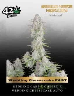 Wedding Cheesecake FAST Feminised Seeds