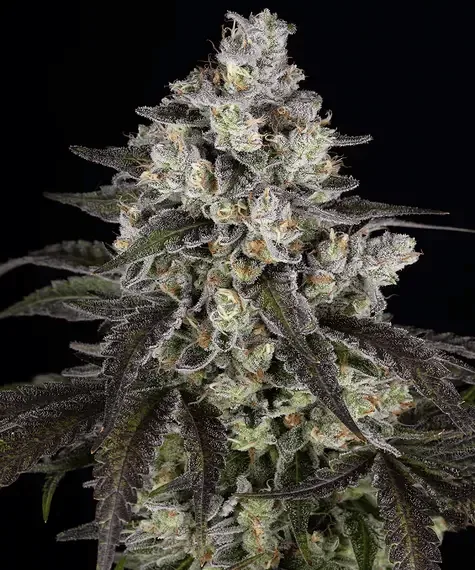 Trainwreck feminized seeds