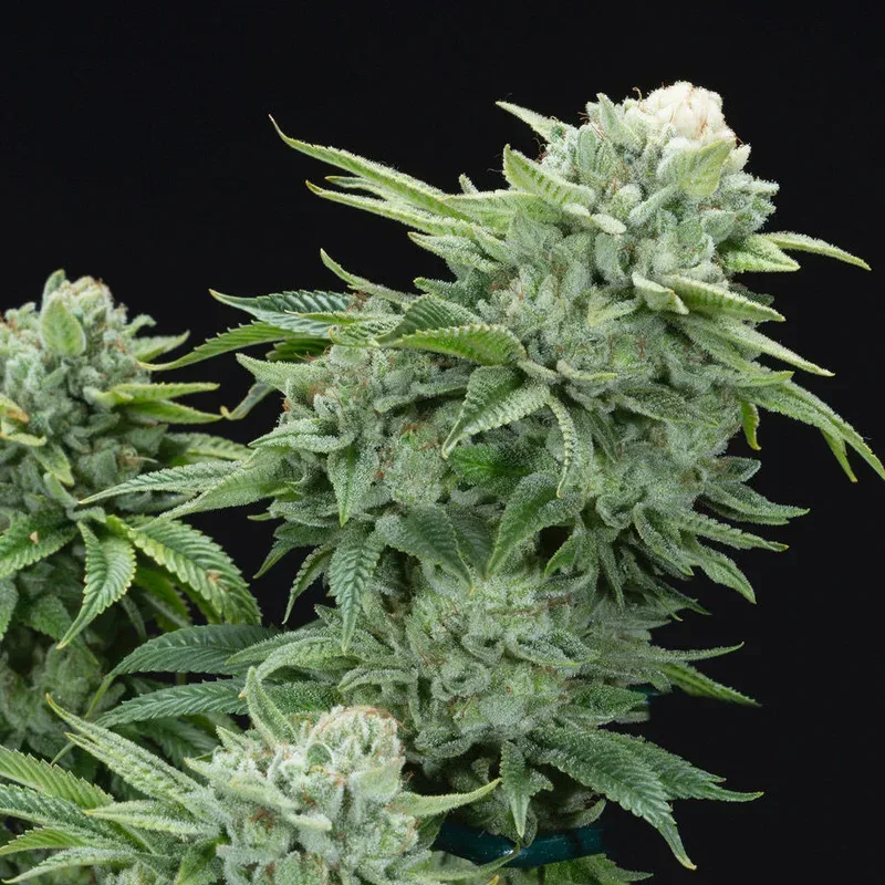 Gorilla Glue #4 S1 Feminised Seeds