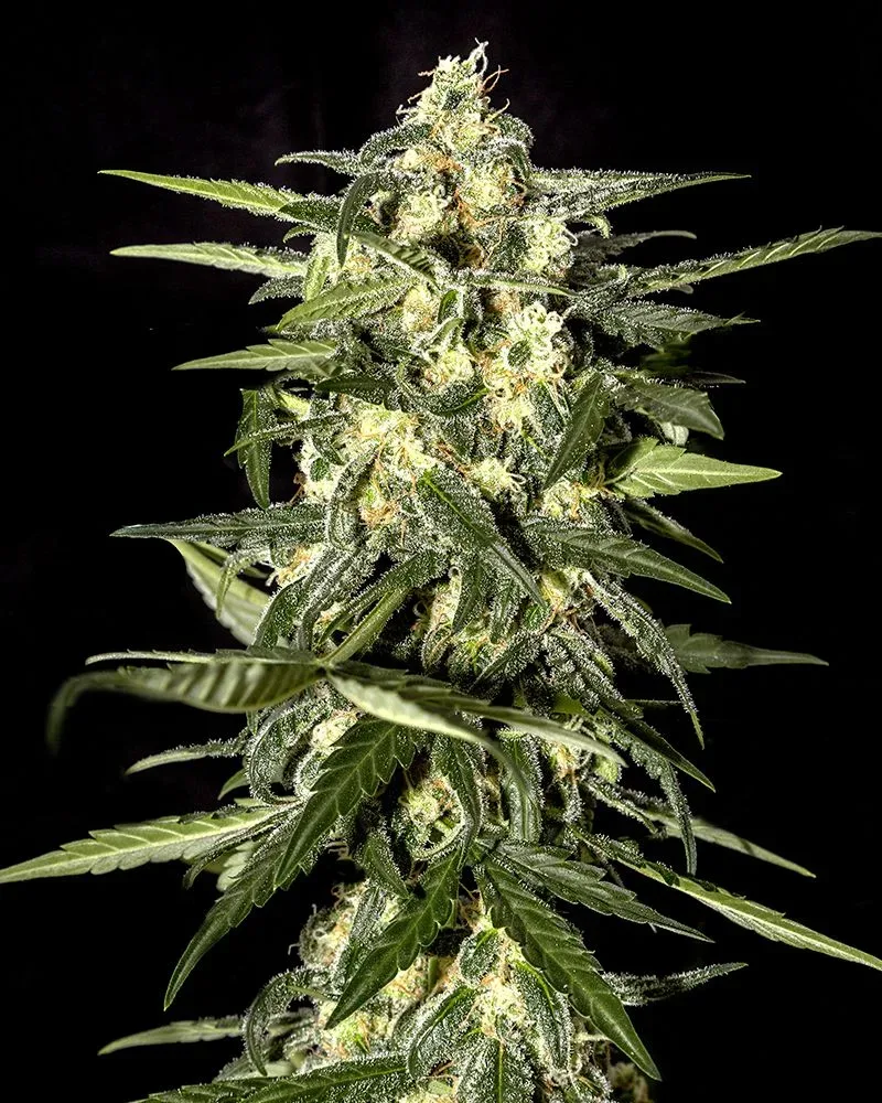 Jack Herer Auto Feminised Seeds