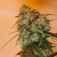 Golden Tiger Feminised Seeds