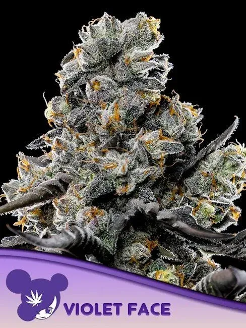 Violet Face Feminized Seeds
