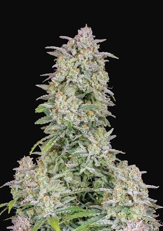 Forbidden Runtz Auto Feminised Seeds