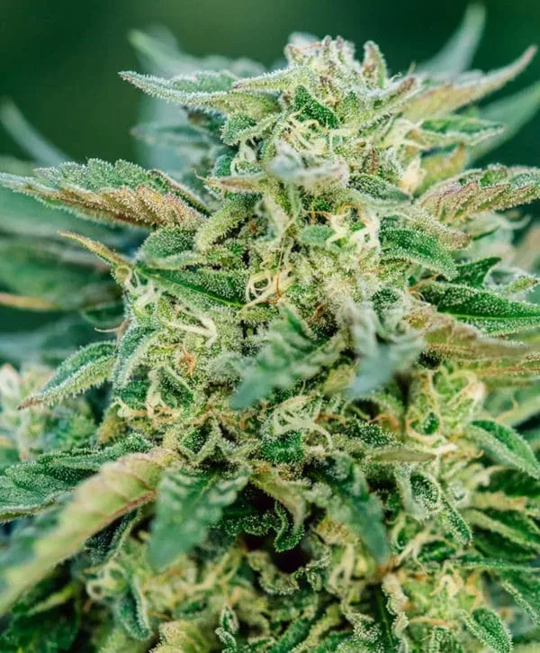 Grease Gun Auto Feminized Seeds