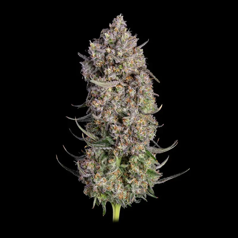 Truffle Bomb Feminized Seeds