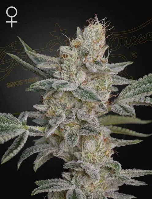 Air Lemon (Super Lemon Haze x RS11) Feminized Seeds