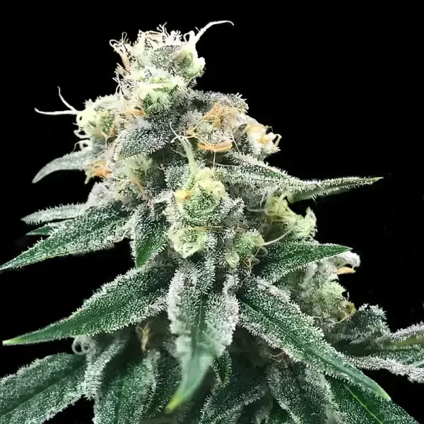 Swiss Miss Regular Seeds