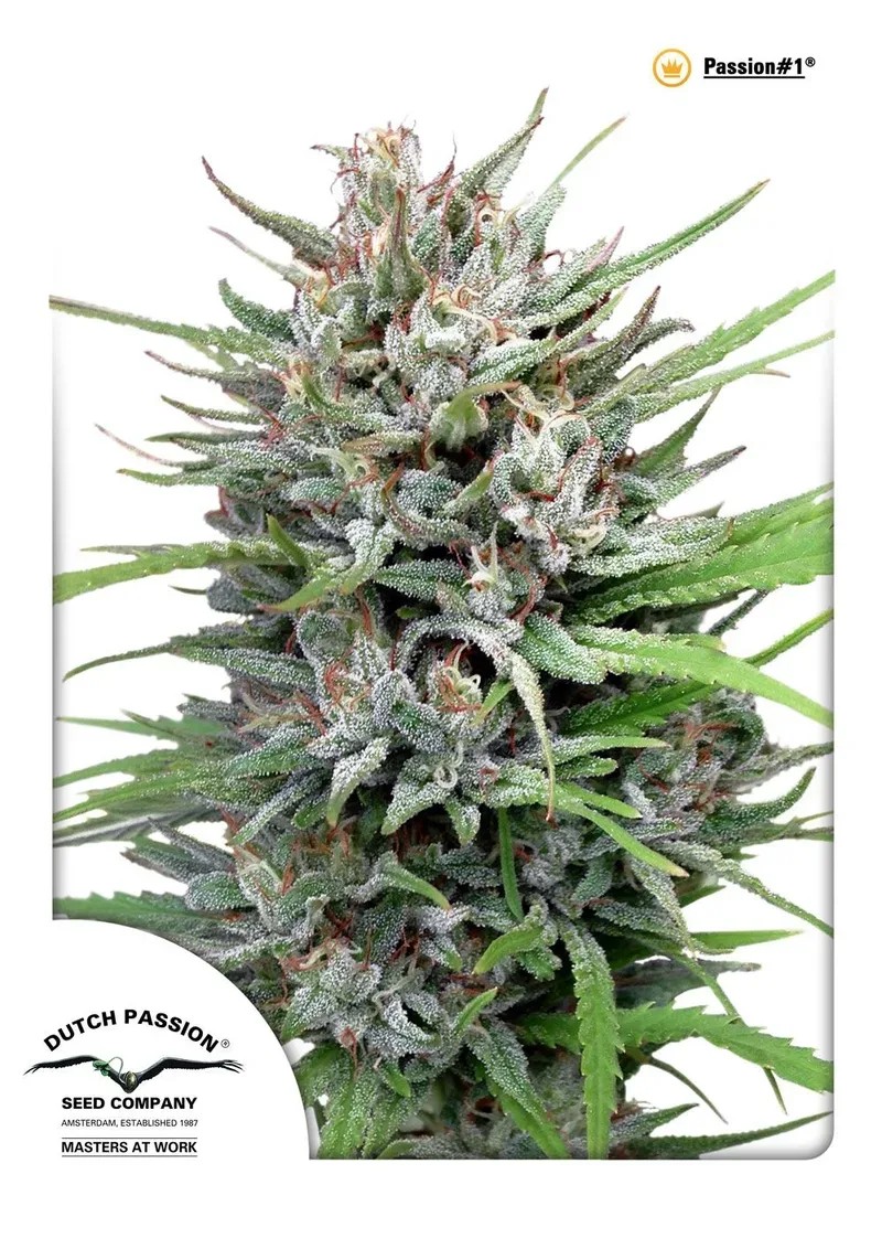 Passion #1 Feminised Seeds