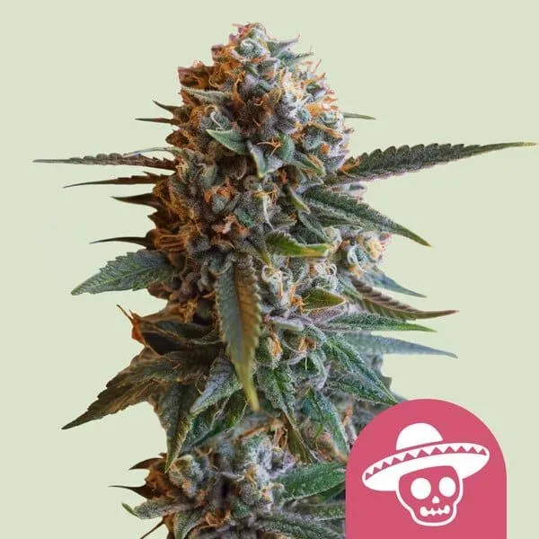 Mexican Rush Feminized Seeds
