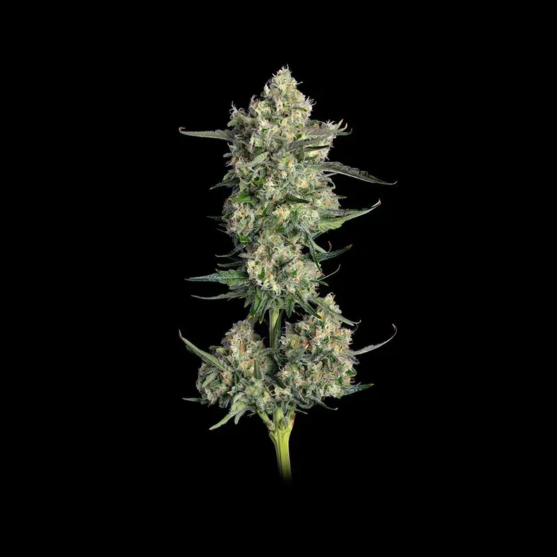 Lemon Quest Feminized Seeds