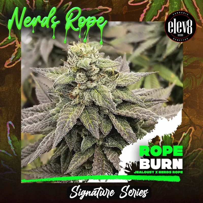 Rope Burn Feminised Seeds