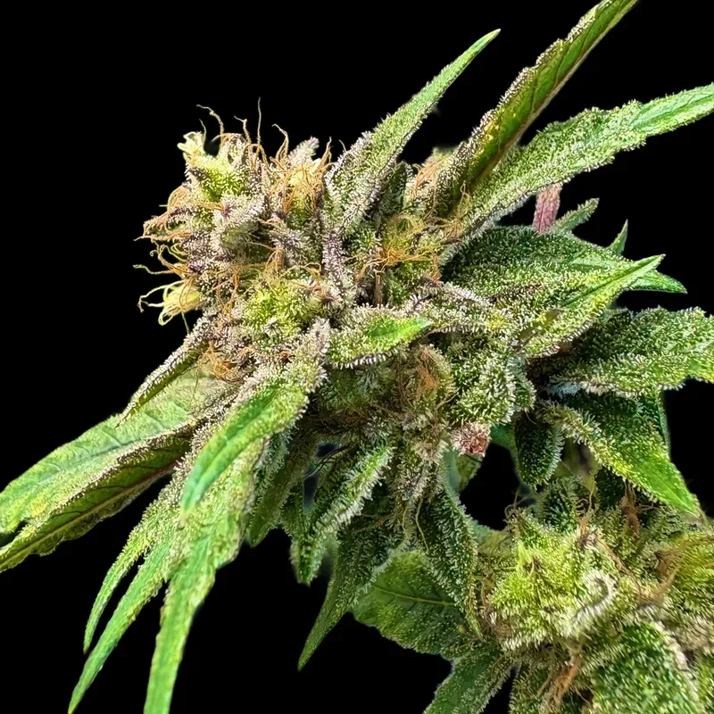 Lemon Strawberry Bomb Feminized Seeds