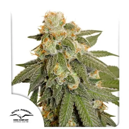 Orange Bud Auto Feminised Seeds
