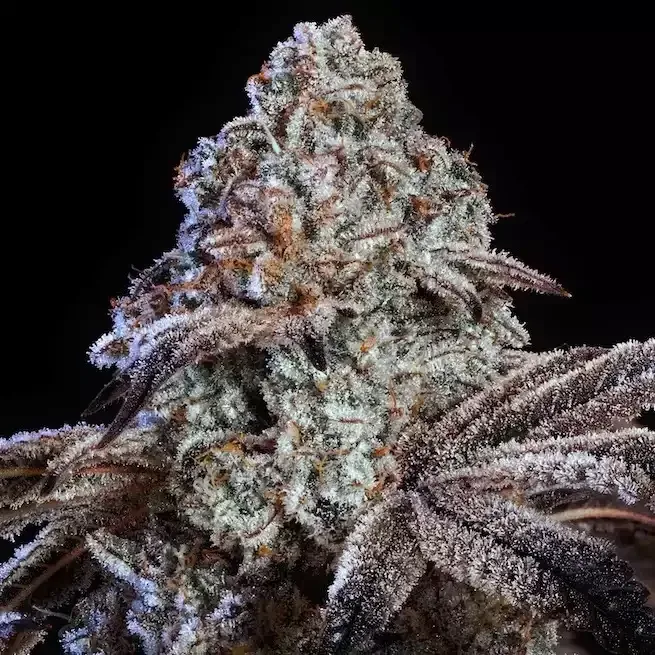 Psy-Op R1 Feminsed Seeds
