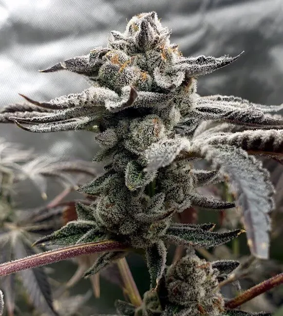 Tangie Candie Feminised Seeds