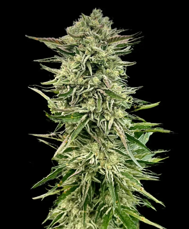 Gorilla Guava Feminized Seeds