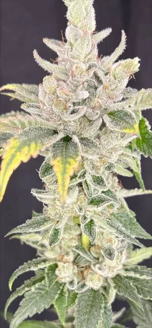 Zoap x Baja Blast Feminized Seeds