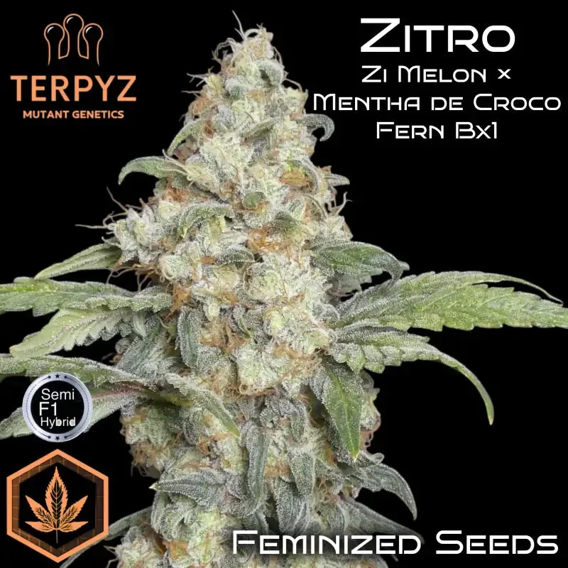 Zitro Feminized Seeds