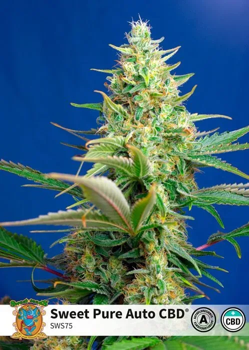 High CBD Strains