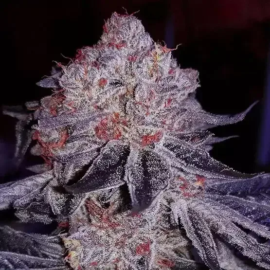 Cherry Gar-See-Ya R1 Feminized Seeds