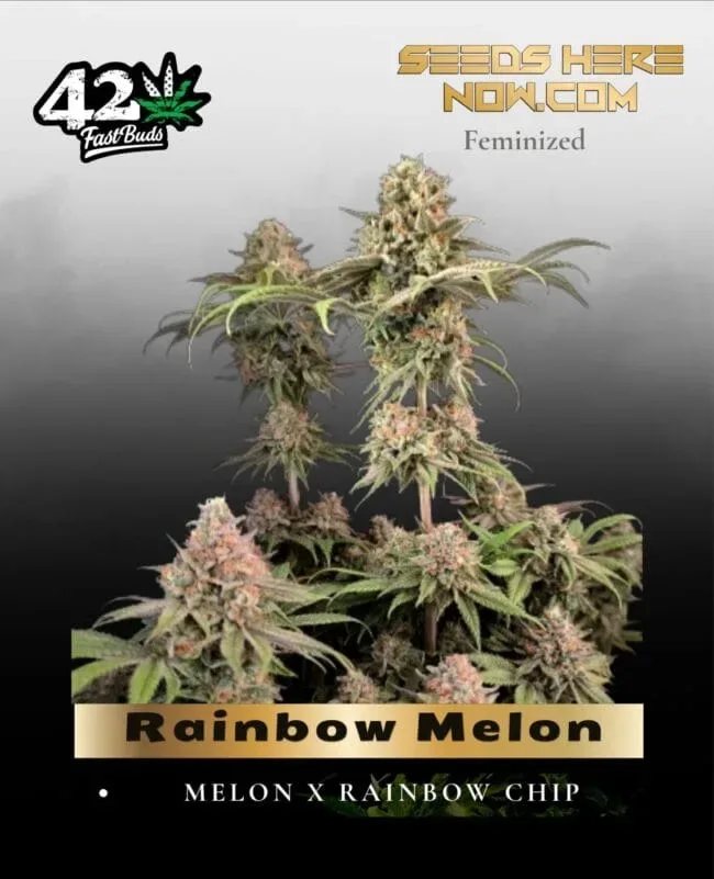 Rainbow Melon Feminized Seeds