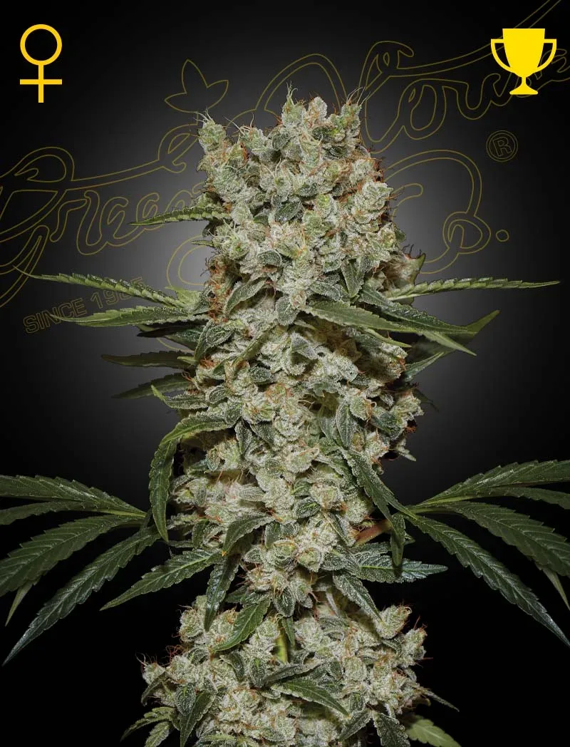 Super Silver Haze Feminised Seeds