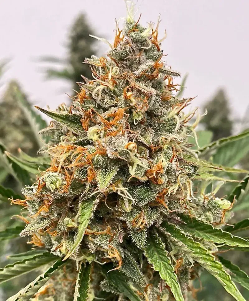 Banjerine Auto Feminized Seeds