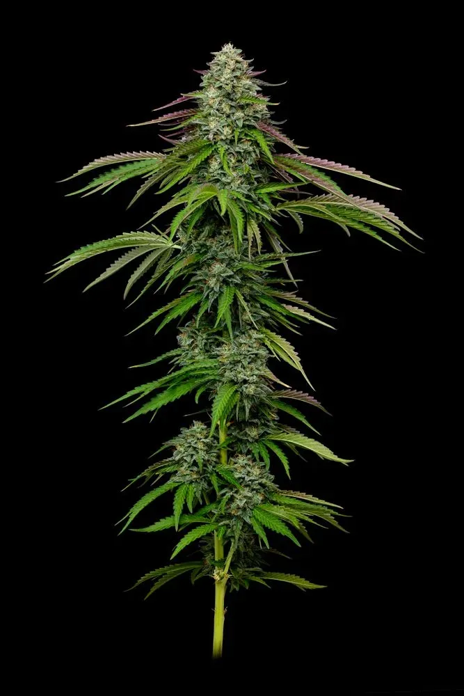 Garlic Budder Auto Feminized Seeds