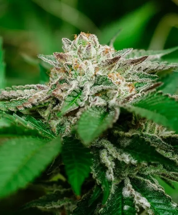 Cosmic Crashers Feminized Seeds
