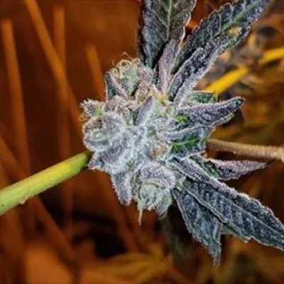 Platinum Purple Candy Feminized Seeds