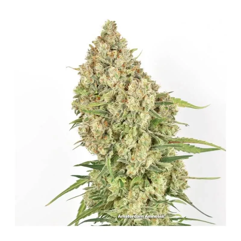 Amsterdam Amnesia Feminised Seeds