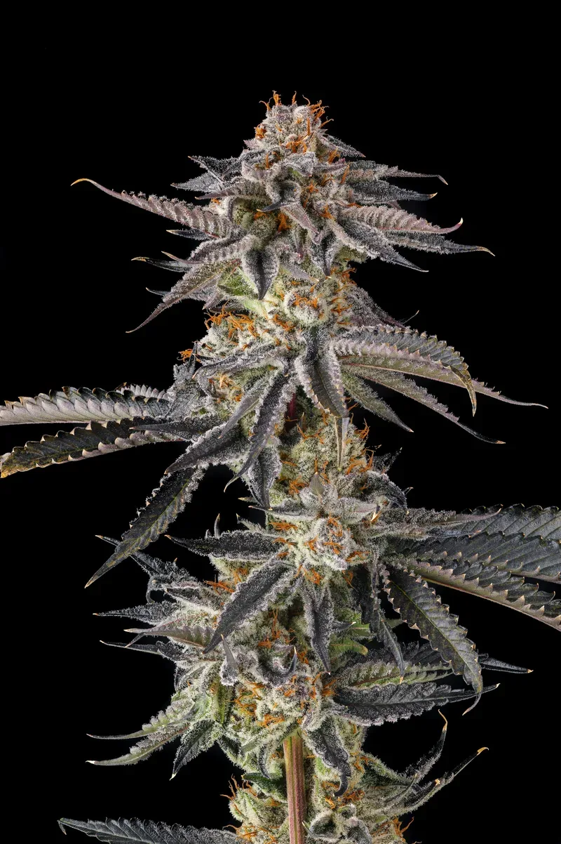 JAHrassic Feminized Seeds