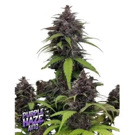 Purple Haze Auto Feminized Seeds
