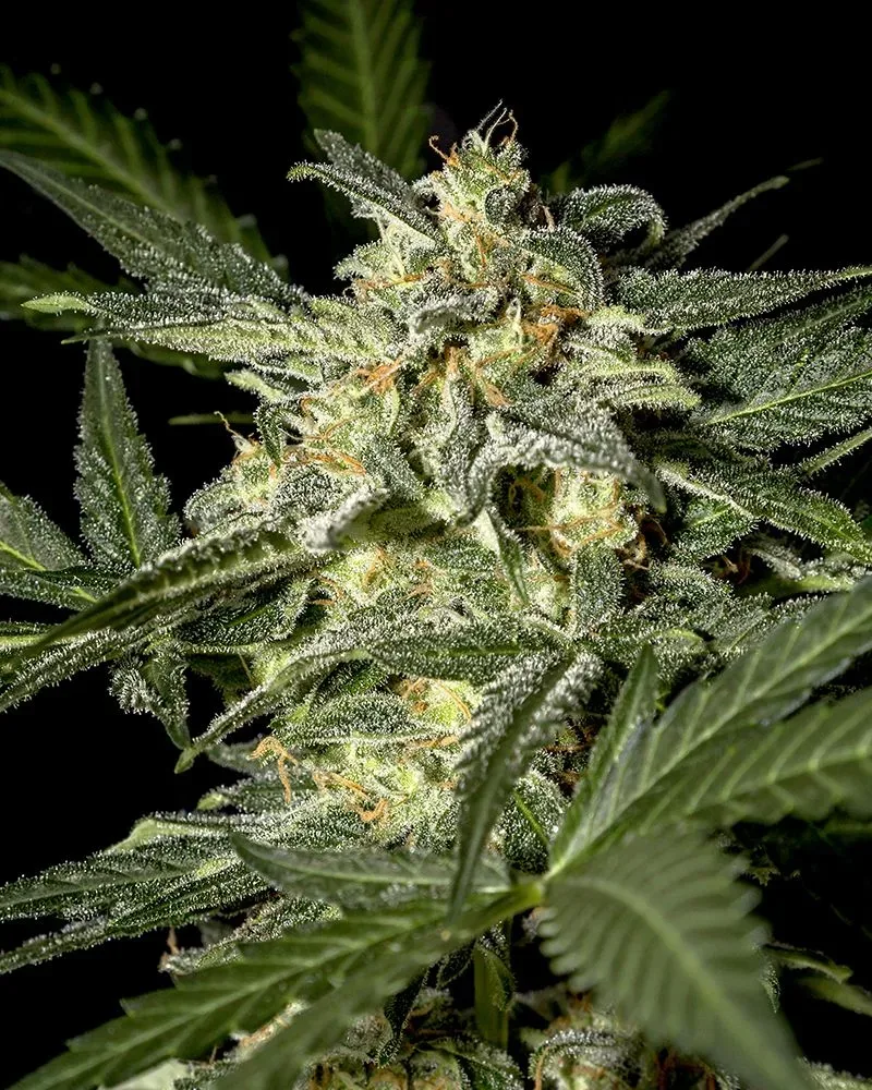 White Widow Auto Feminised Seeds