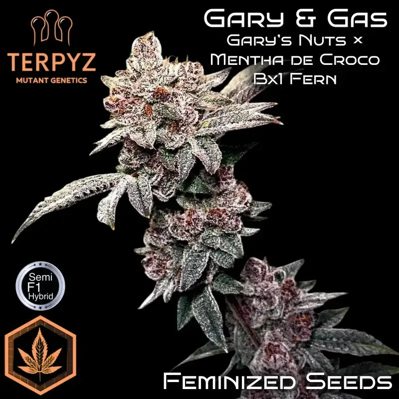 Gary & Gas Feminized Seeds