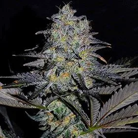 Magnetic Marker Feminized Seeds