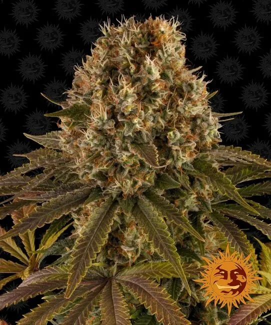 Strawberry Lemonade Feminised Seeds