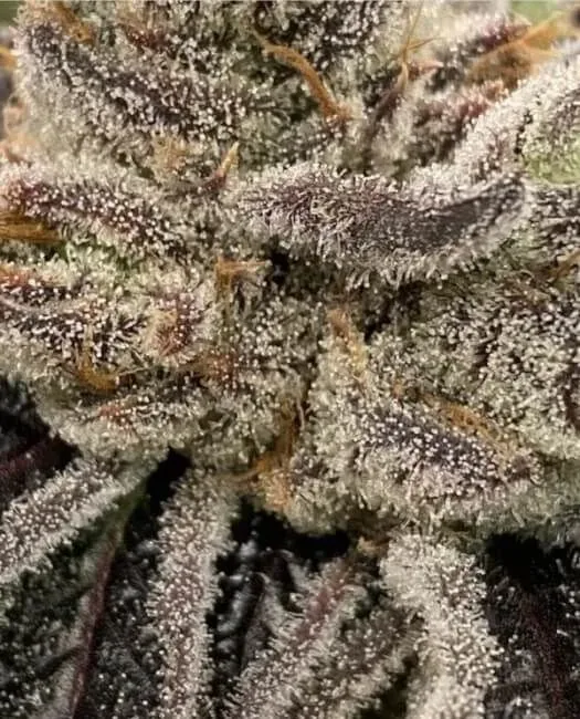 Bluemosa S1 Feminised Seeds
