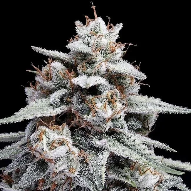 Skywalker Kush Auto Feminised Seeds