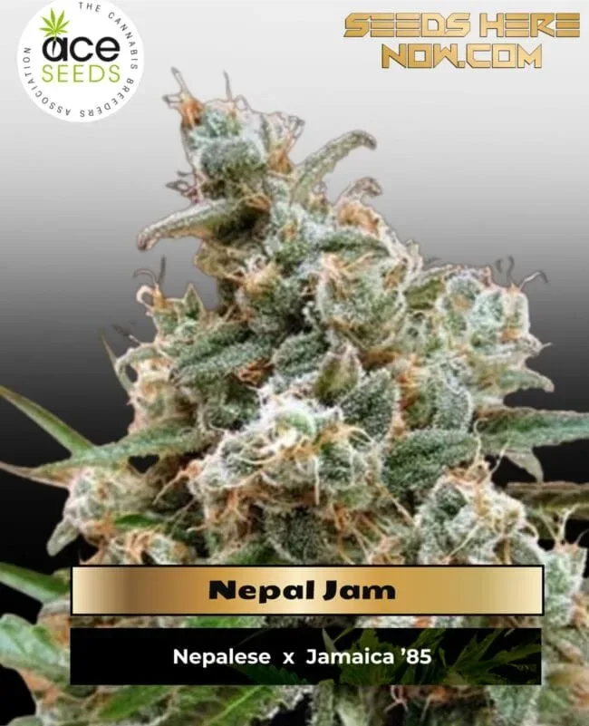 Nepal Jam Feminised Seeds