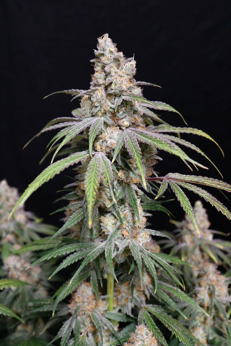Funkberry Kush 2.0 Feminized Seeds