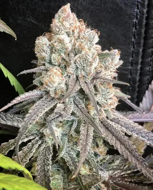 Pillow Talk Feminized Seeds