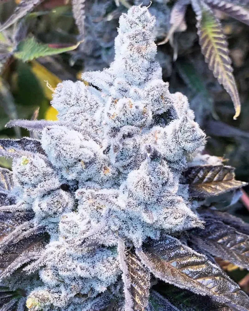 Slurricane #7 S1 Feminized Seeds