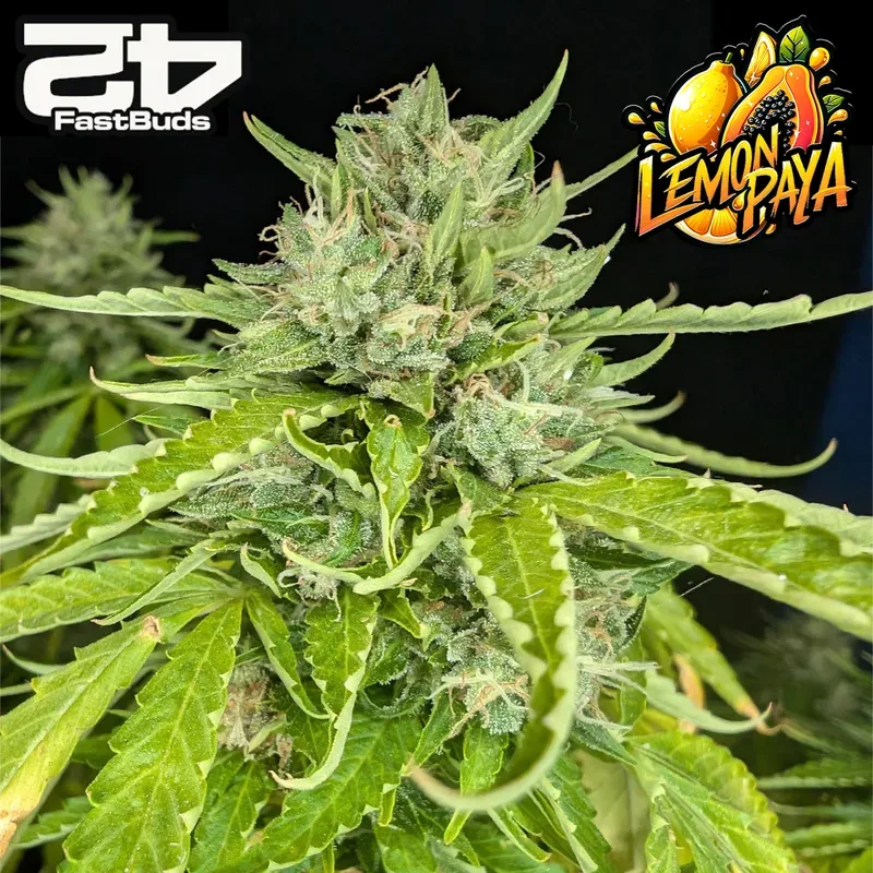 Lemonpaya Feminized Seeds