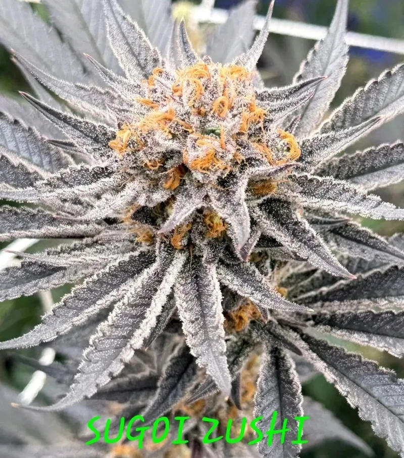 Sugoi Zushi Feminized Seeds