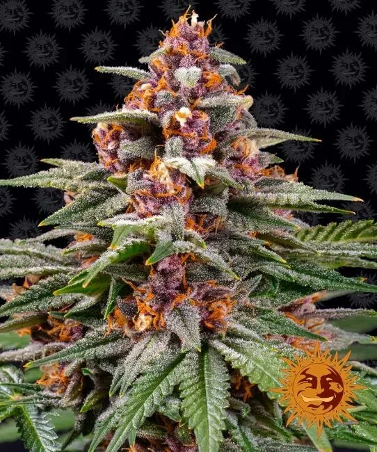Runtz Auto Feminised Seeds