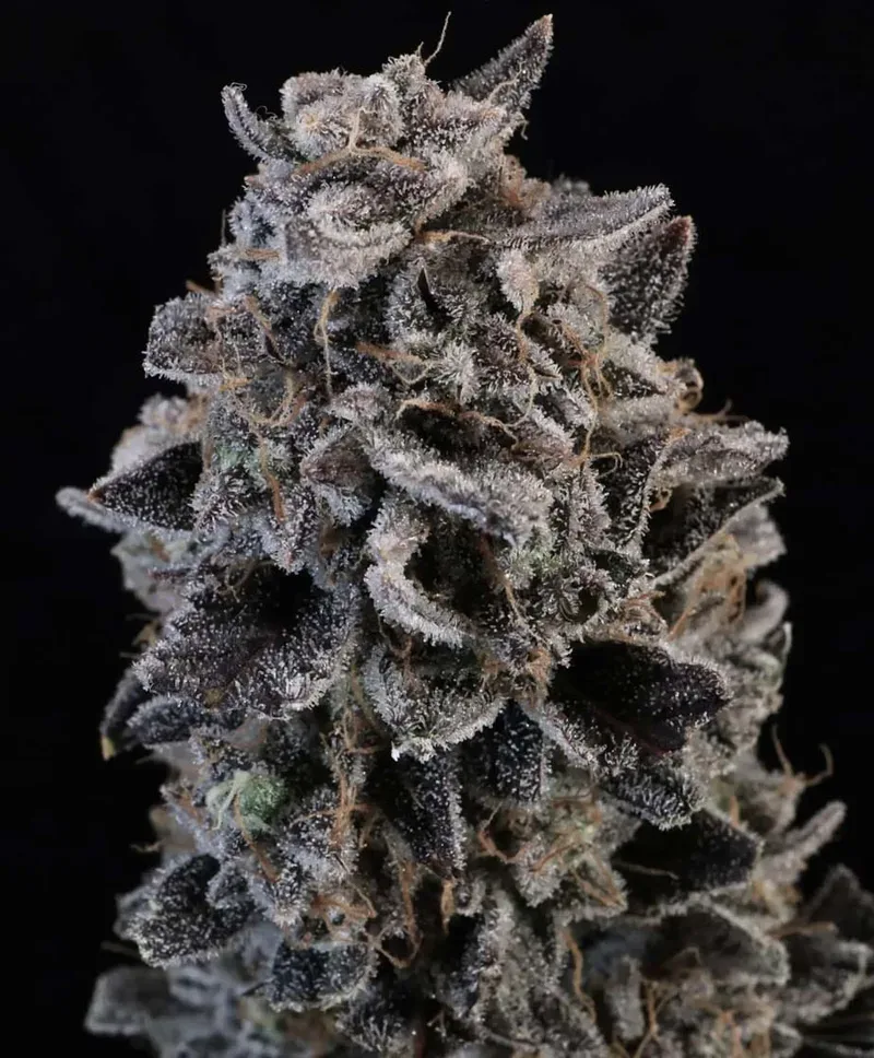 White Widow Auto Feminized Seeds