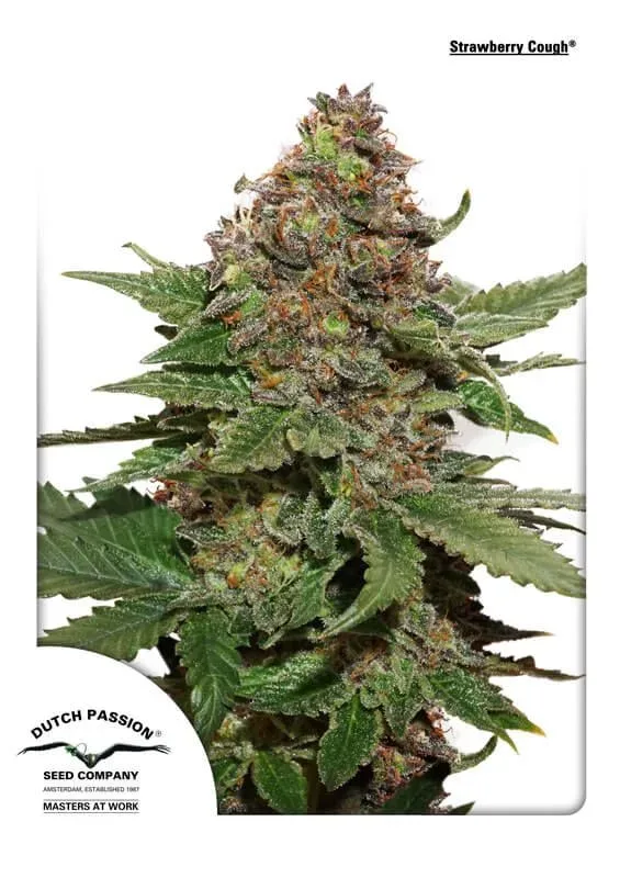 Strawberry Cough Feminised Seeds