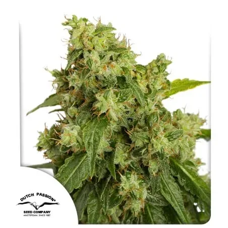Xtreme Auto Feminised Seeds